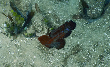 Samtfisch [Aploactinidae sp]