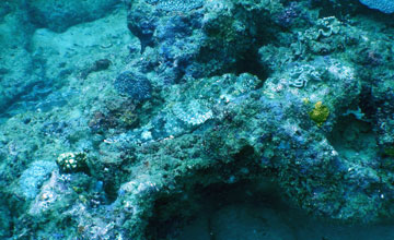 Humpbacked scorpionfish [Scorpaenopsis gibbosa]
