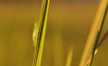 Long-nosed reed frog [Hyperolius nasutus]