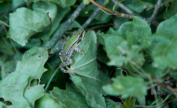 Marsh frog [Pelophylax ridibundus]