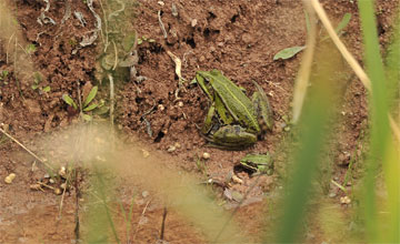 Marsh frog [Rana ridibunda]