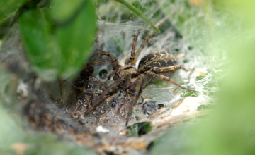 Funnel weaver [Agelena labyrinthica]