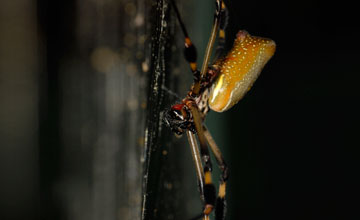 Goldene Seidenspinne [Trichonephila clavipes fasciculata]
