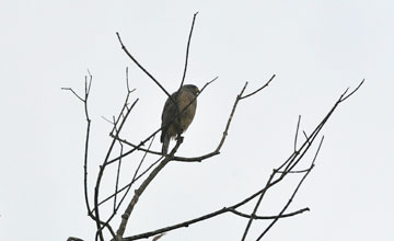Short-tailed hawk [Buteo brachyurus]