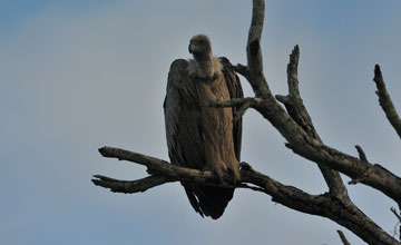 White-backed vulture [Gyps africanus]
