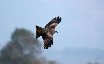 Black kite [Milvus migrans govinda]