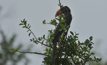 Crowned hornbill [Lophoceros alboterminatus]