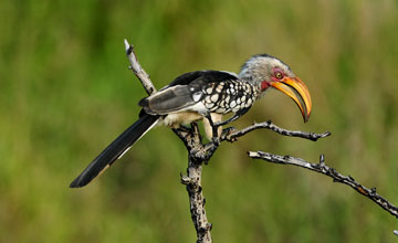 Southern yellow-billed hornbill [Tockus leucomelas]