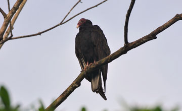 Turkey vulture [Cathartes aura aura]