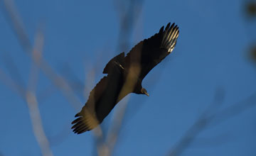 Black vulture [Coragyps atratus atratus]