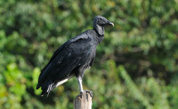 American black vulture [Coragyps atratus brasiliensis]