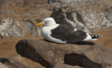 Kelp gull [Larus dominicanus vetula]