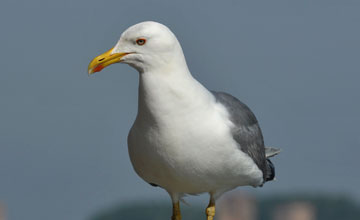 Yellow-legged gull [Larus michahellis michahellis]