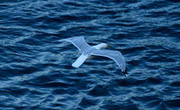 American herring gull [Larus smithsonianus]
