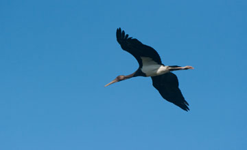 Black stork [Ciconia nigra]