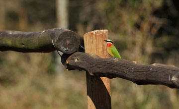 White-fronted bee-eater [Merops bullockoides bullockoides]