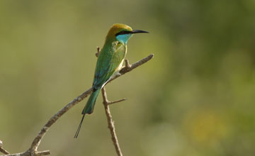 Green bee-eater [Merops orientalis ceylonicus]