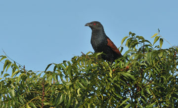 Greater coucal [Centropus sinensis parroti]