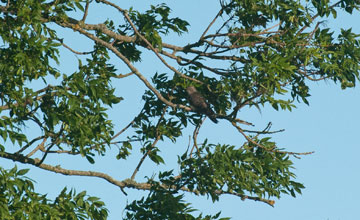 Common cuckoo [Cuculus canorus]