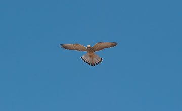 Common kestrel [Falco tinnunculus tinnunculus]