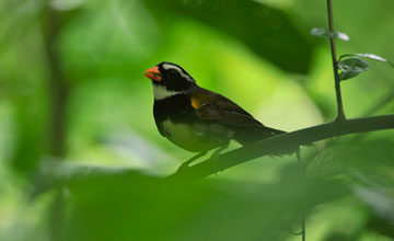 Orange-billed sparrow [Arremon aurantiirostris]