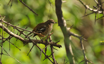 White-browed scrub robin [Cercotrichas leucophrys leucophrys]