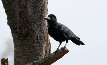 Large-billed crow [Corvus macrorhynchos tibetosinensis]