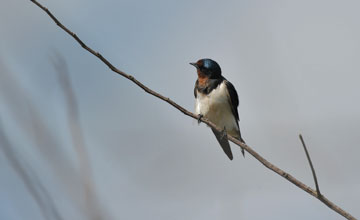 Barn swallow [Hirundo rustica rustica]