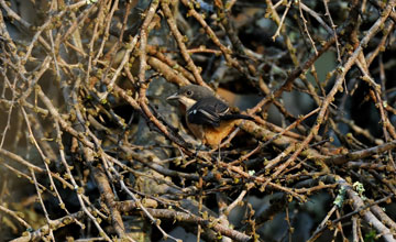 Southern boubou [Laniarius ferrugineus transvaalensis]
