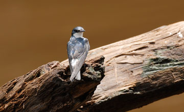 Blue-and-white swallow [Notiochelidon cyanoleuca]