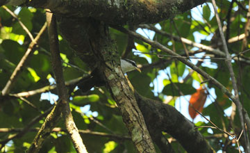 Sri lanka scimitar babbler [Pomatorhinus melanurus melanurus]