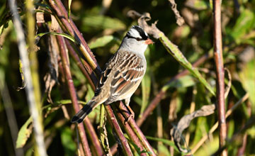White-crowned sparrow [Zonotrichia leucophrys leucophrys]