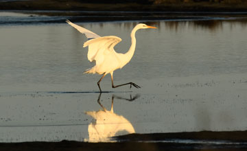 Great egret [Ardea alba alba]