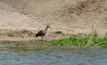 Hadeda ibis [Bostrychia hagedash nilotica]