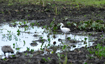 Snowy egret [Egretta thula]
