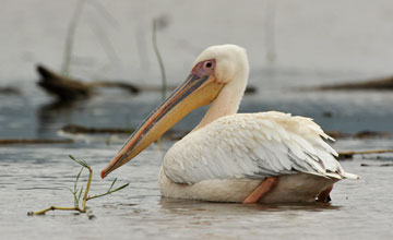 Great white pelican [Pelecanus onocrotalus]