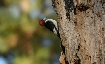 Red-headed woodpecker [Melanerpes erythrocephalus]