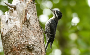 Black-backed woodpecker [Picoides arcticus]
