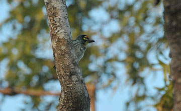 Kupfer-Schmiedbartvogel [Psilopogon haemacephalus indicus]