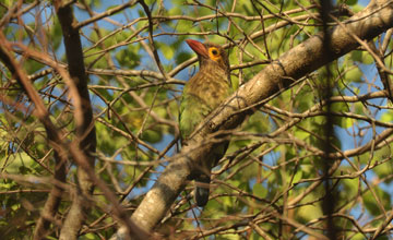 Ceylon-Grünbartvogel [Psilopogon zeylanicus zeylanicus]
