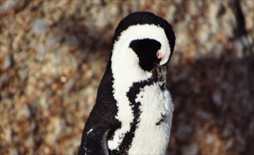 African penguin [Spheniscus demersus]