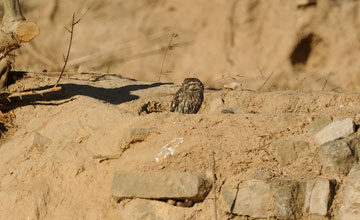 Little owl [Athene noctua vidalii]