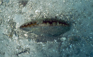 Giant clam [Cardiidae sp]