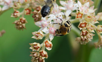 Bee beetle [Trichius fasciatus]