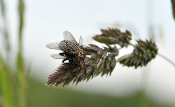 Common flesh fly [Sarcophaga carnaria]