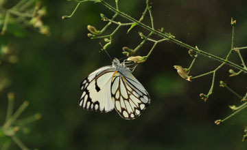African veined white [Belenois gidica abyssinica]