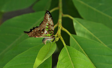 Tailed jay [Graphium agamemnon]