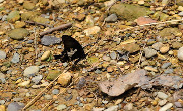 Papilio nephelus [Papilio nephelus]