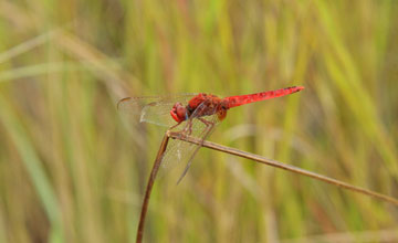 Scarlet dragonfly [Crocothemis erythraea]