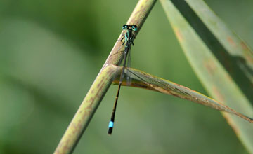 Blue-tailed damselfly [Ischnura elegans]